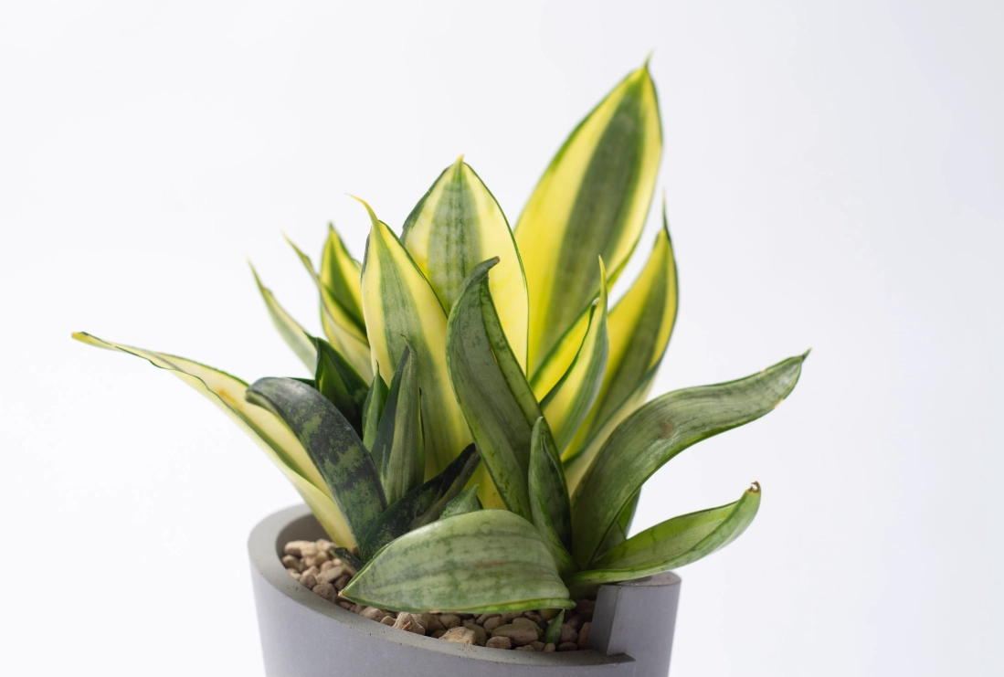 新手首選！10種生長慢的植物推薦與低維護養護指南