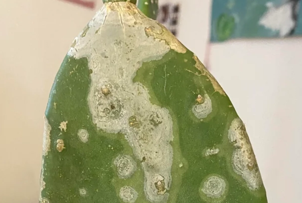 多肉植物病害 多肉植物病害