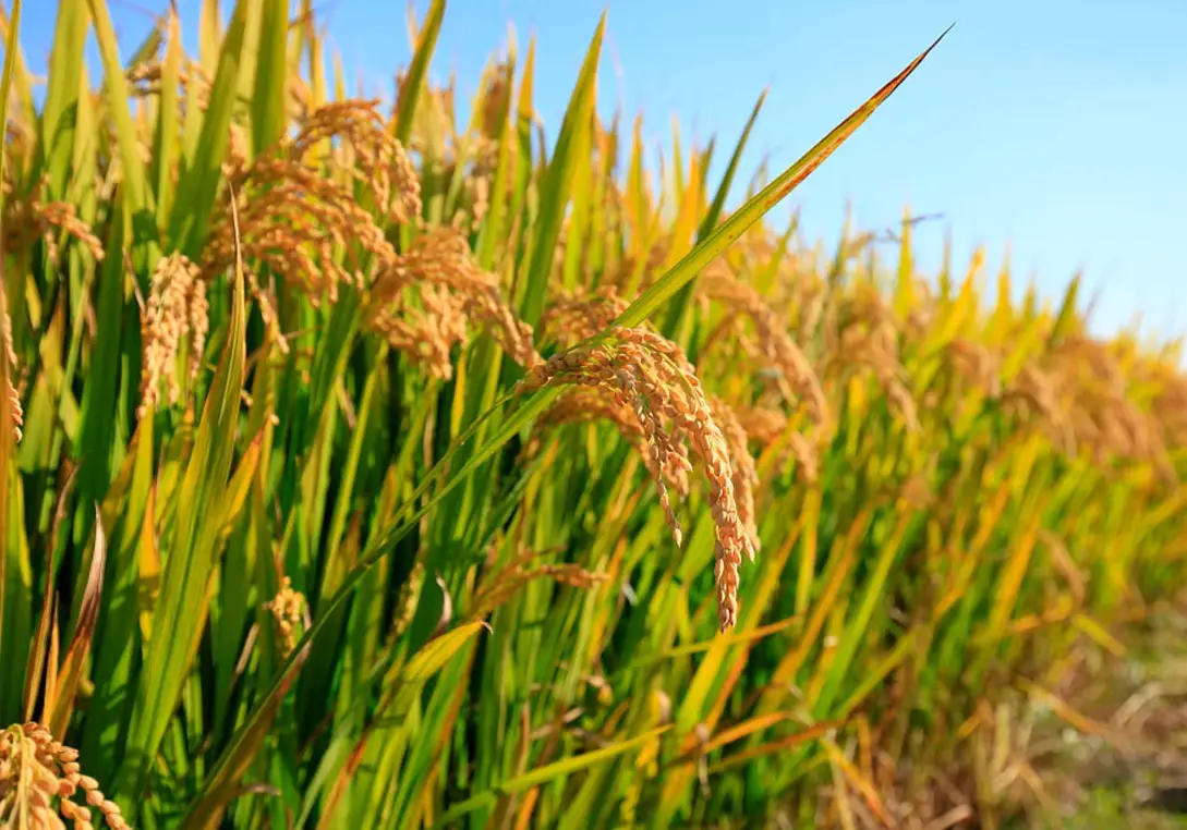 水稻成熟期管理