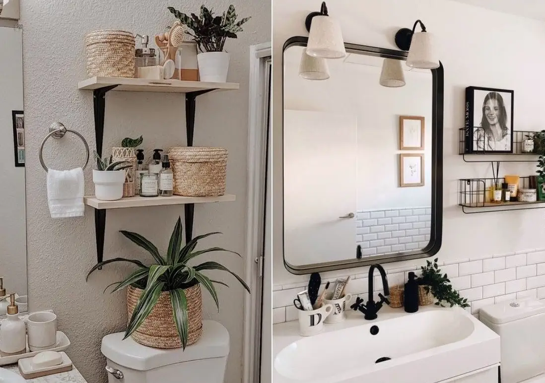 淨化空氣植物 淨化空氣植物