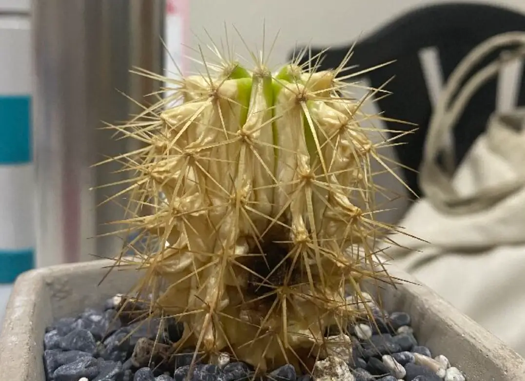 仙人掌白化全解析：成因、症狀與拯救你的多肉植物