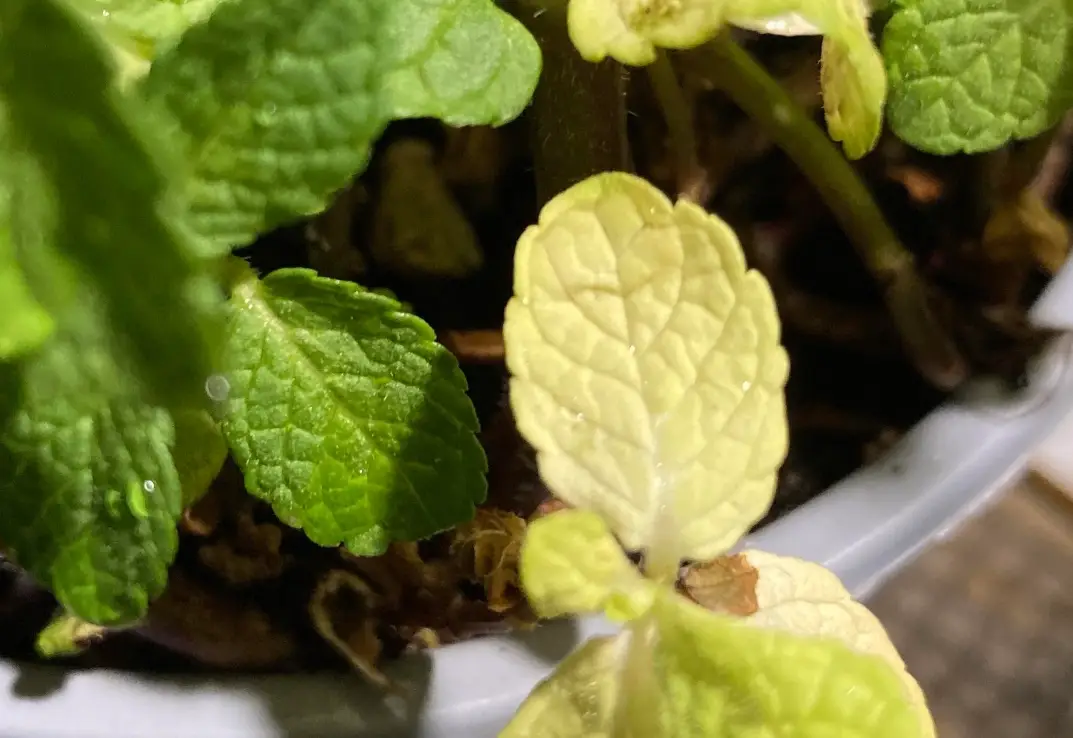 薄荷葉子燒焦原因