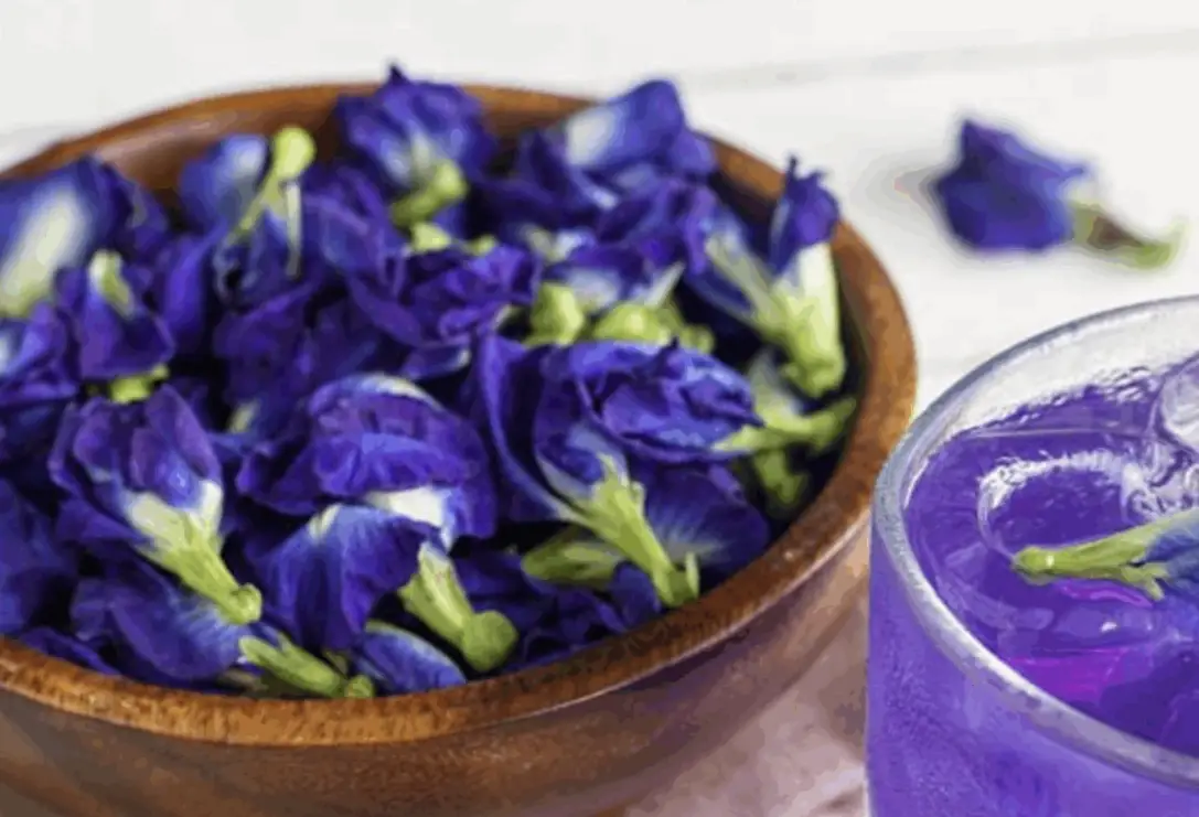探索藍色食用花：從蝶豆花到琉璃苣的完整指南與創意食譜