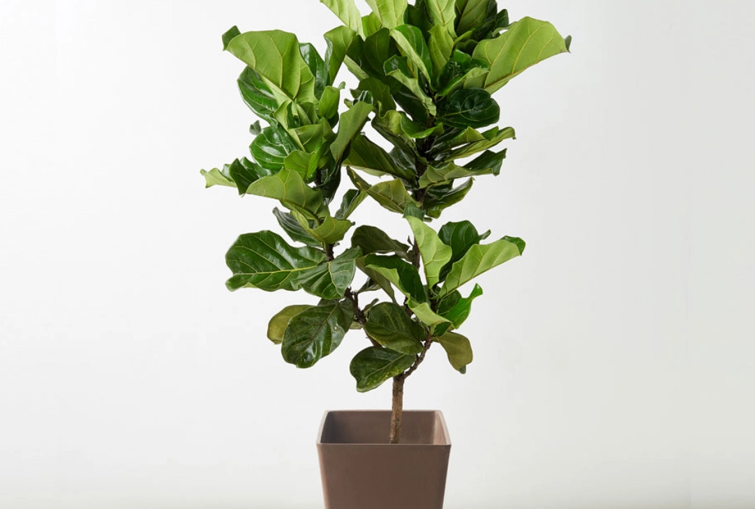 室內植物修剪 室內植物修剪