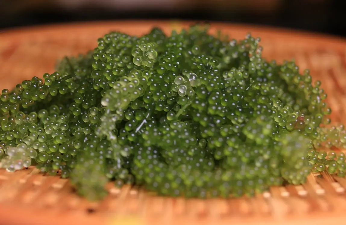 澎湖海葡萄怎麼吃？在地人私藏吃法、選購指南與必訪行程一次看