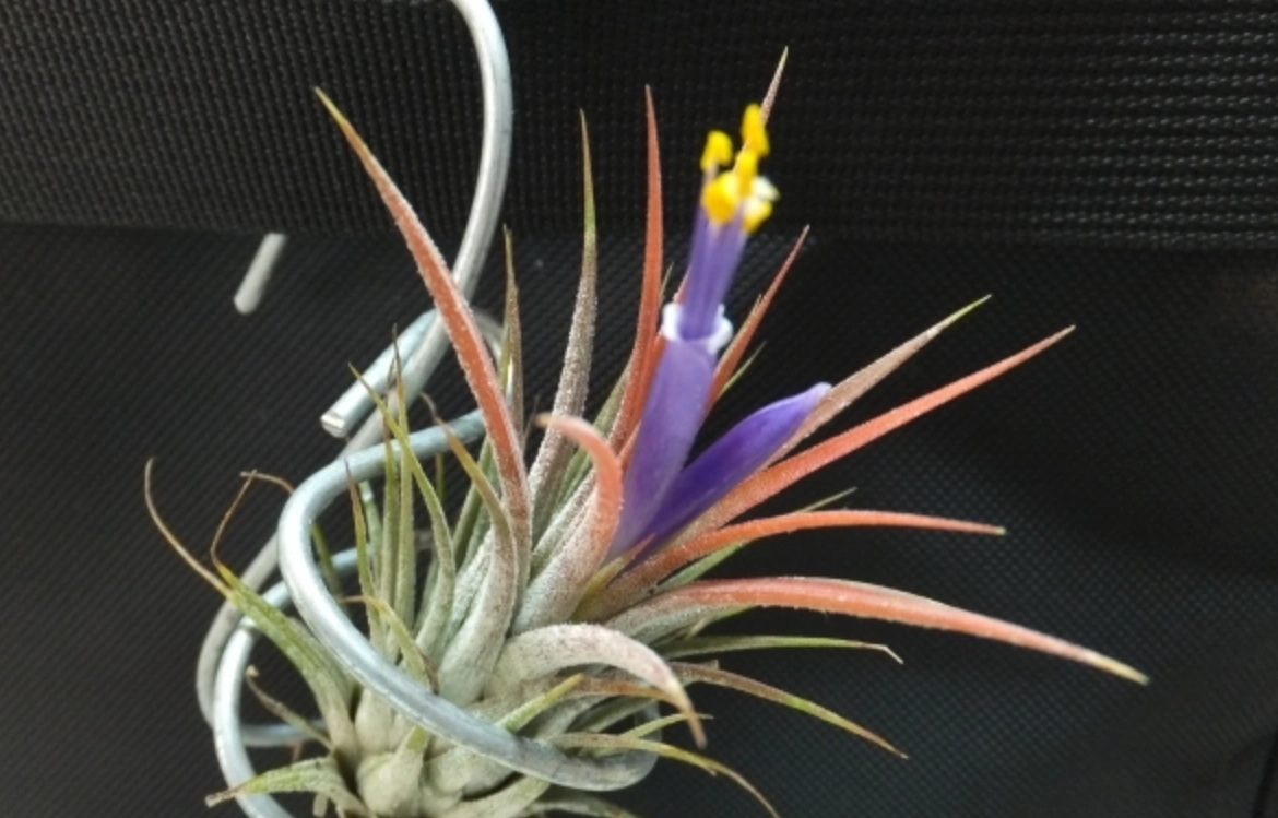 空氣鳳梨開花後處理