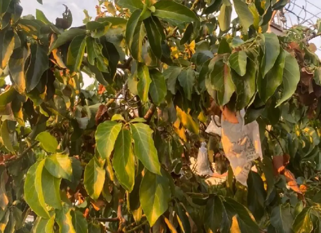 酪梨栽培技術 酪梨栽培技術