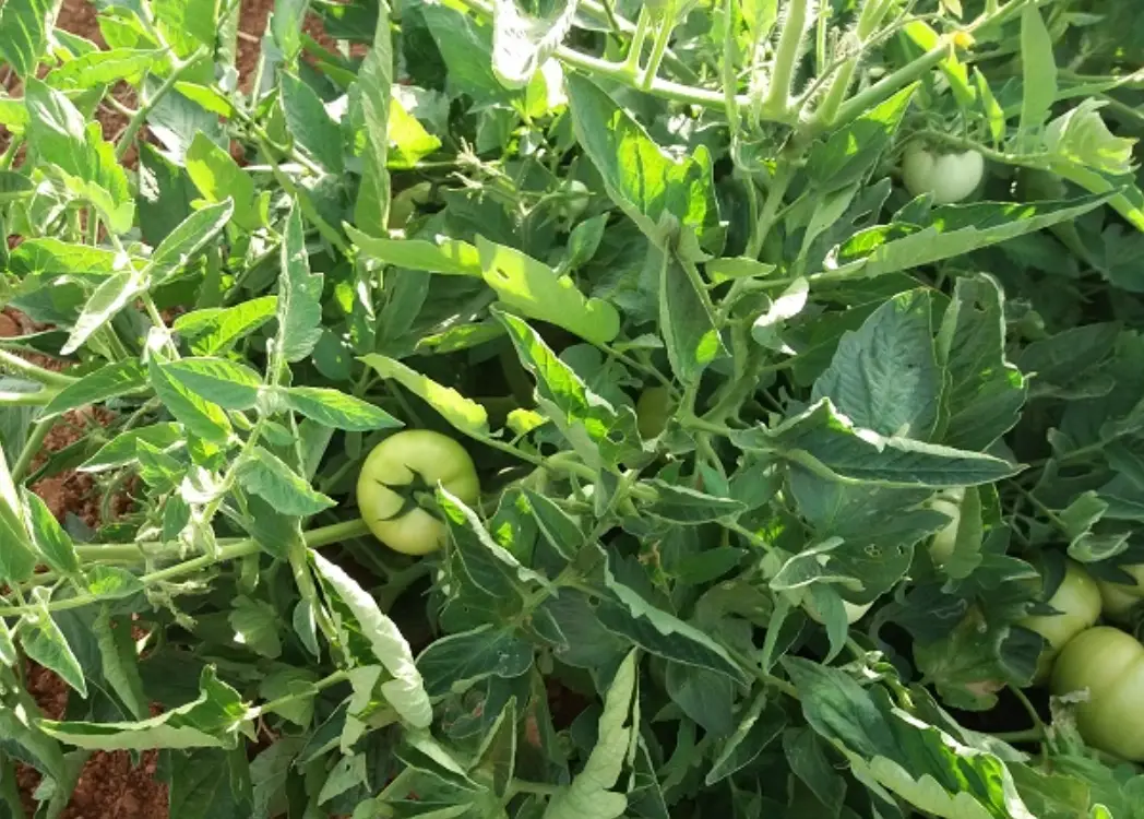 番茄種植月份全攻略：台灣最佳種植時間與避坑指南