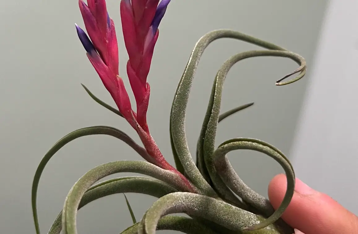 空氣鳳梨開花後處理 空氣鳳梨開花後處理