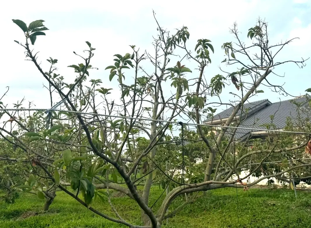 酪梨種植環境終極指南：從土壤到收成的完整解析