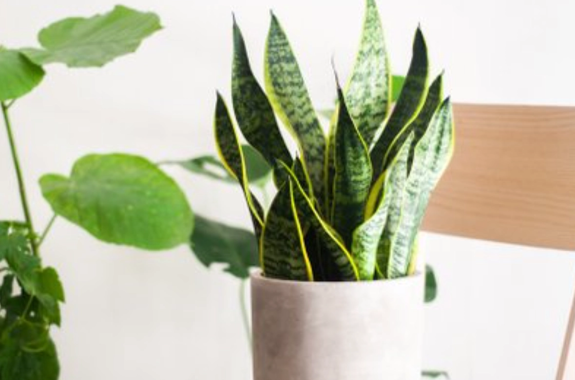 適合 房間 的 植物