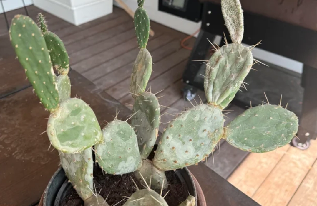 多肉植物病害 多肉植物病害