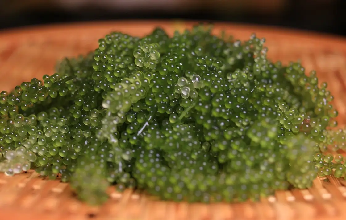 海葡萄保養品選購