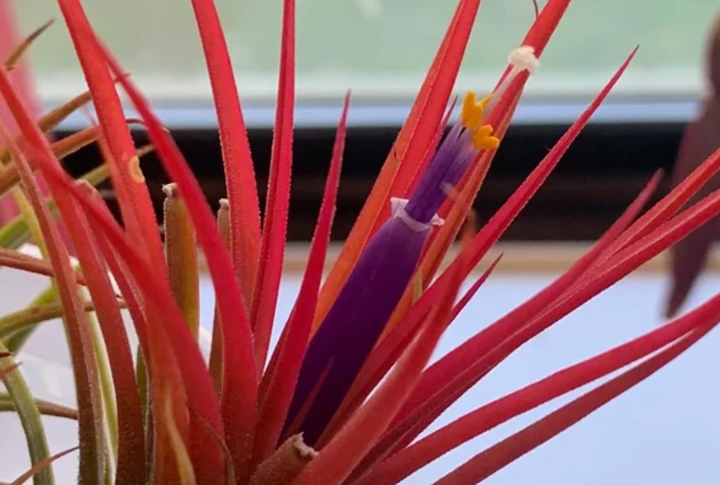 空氣鳳梨側芽繁殖 空氣鳳梨側芽繁殖