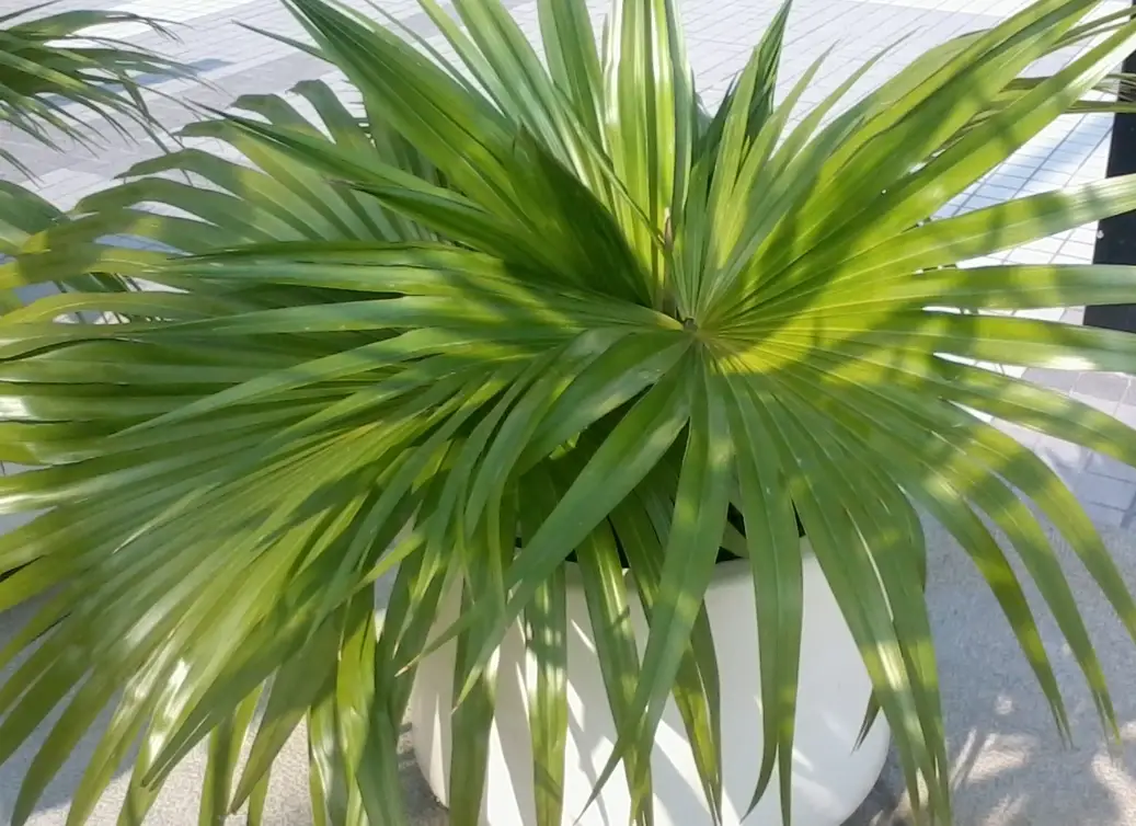 植物修剪技巧 植物修剪技巧