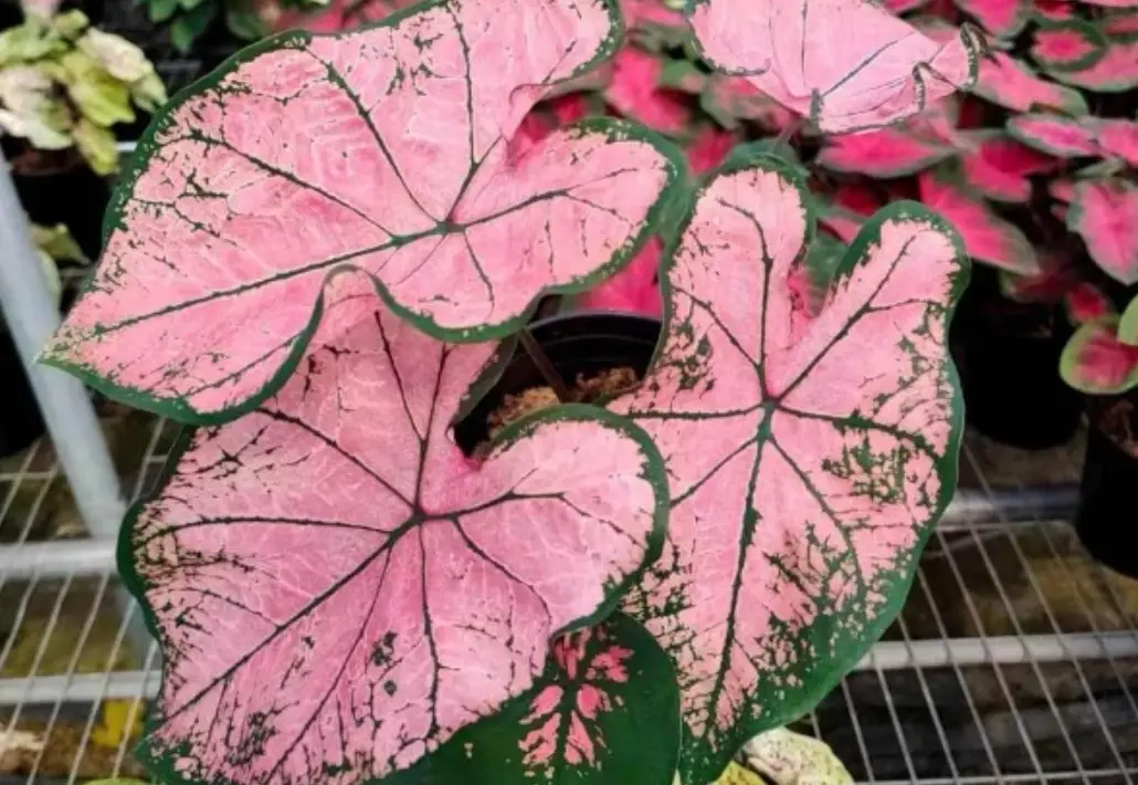 室內觀葉植物推薦