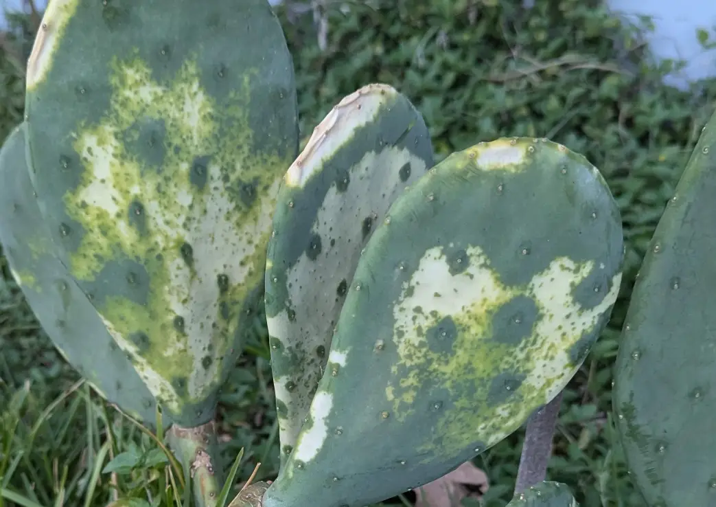 植物白化處理 植物白化處理