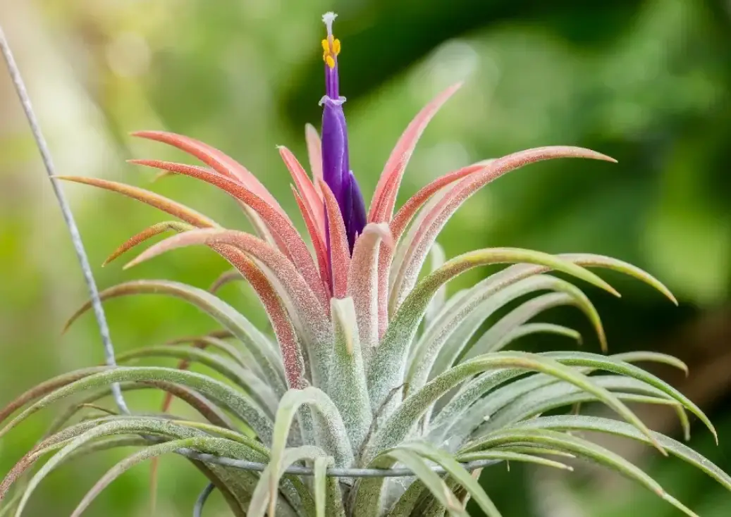 空氣鳳梨側芽繁殖 空氣鳳梨側芽繁殖