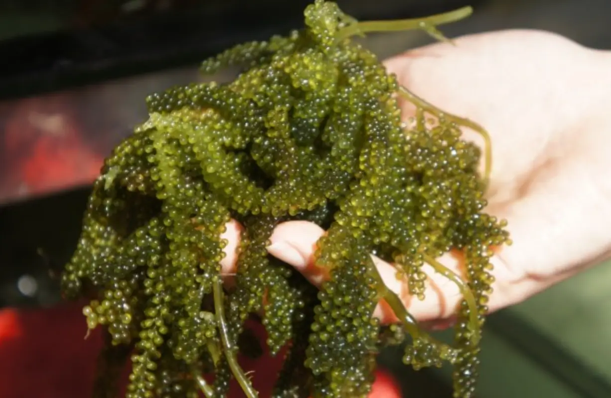 澎湖特產海葡萄