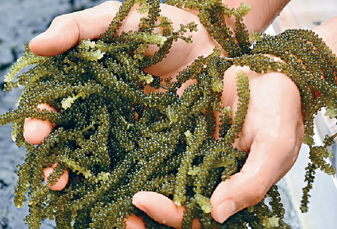 澎湖特產海葡萄