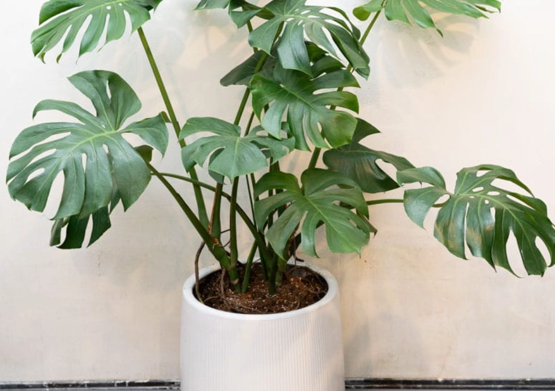 植物修剪技巧 植物修剪技巧