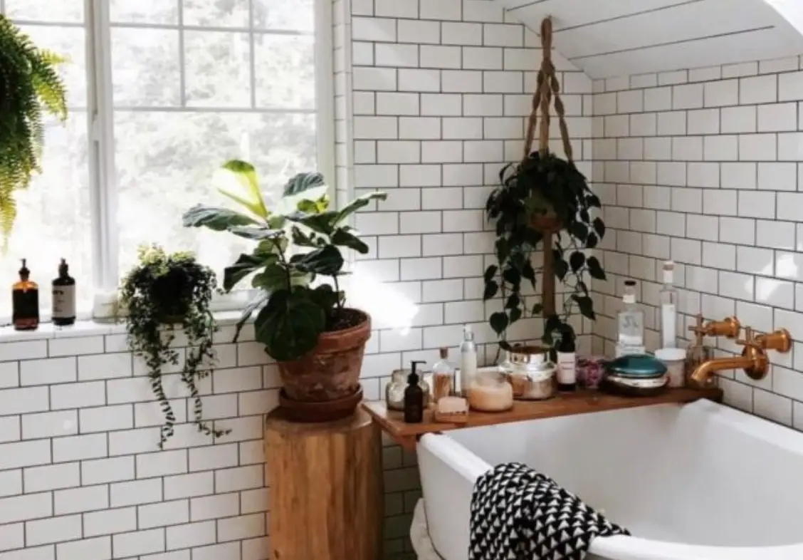 廁所植物風水 廁所植物風水