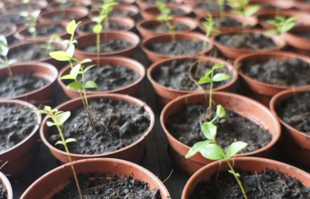 葡萄育苗方法 葡萄育苗方法