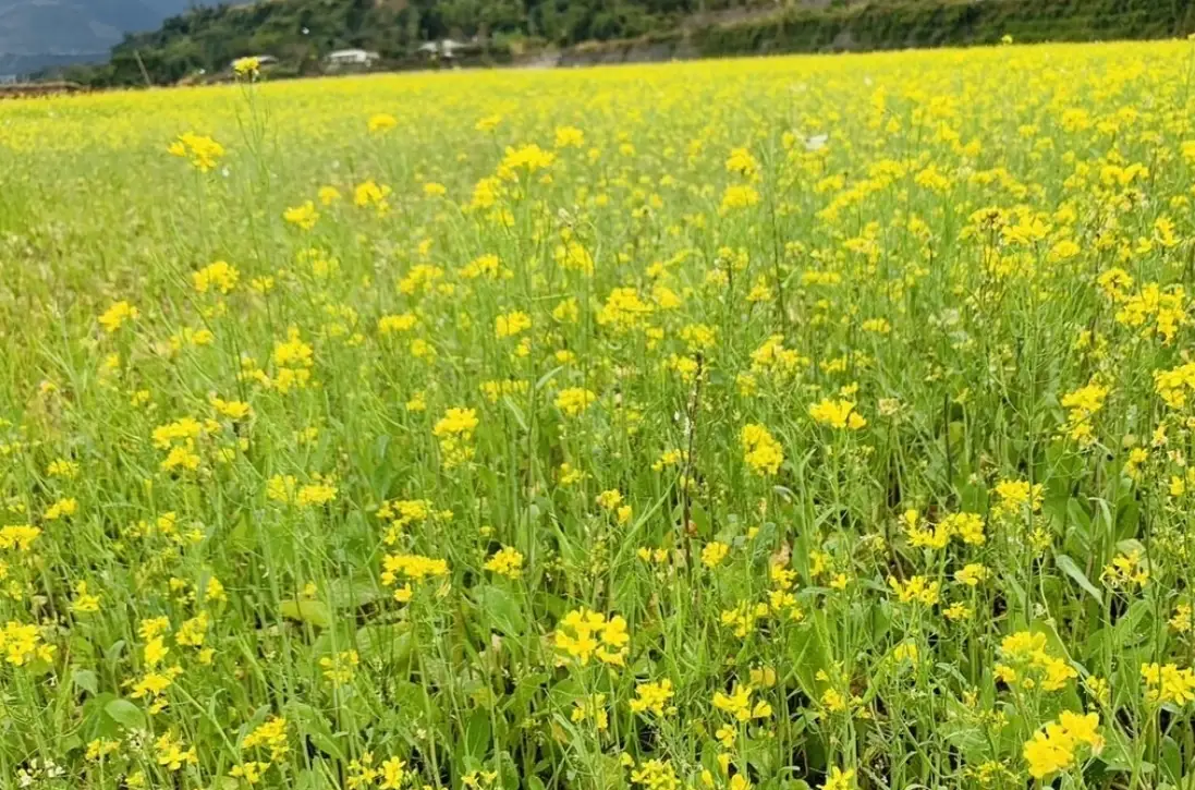 陽明山海芋
