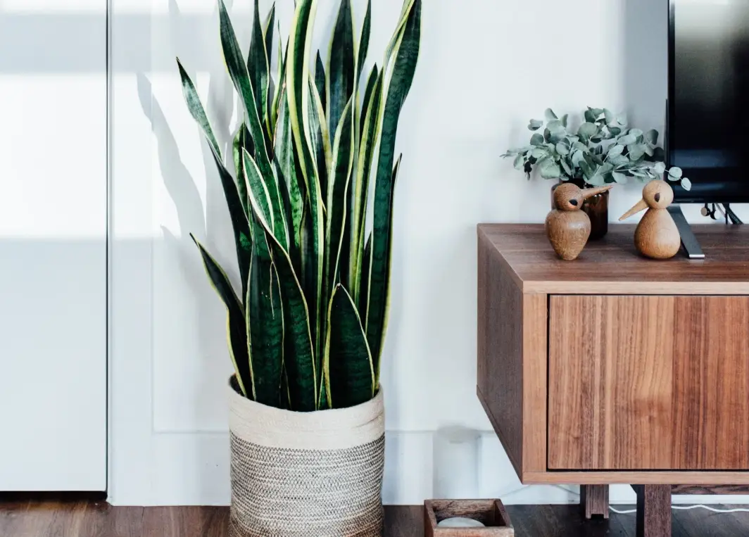 虎尾蘭房間佈置指南：3大關鍵技巧打造淨化空氣的療癒綠洲