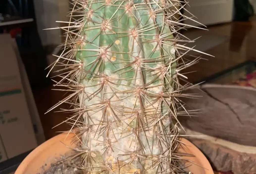 多肉植物病害 多肉植物病害