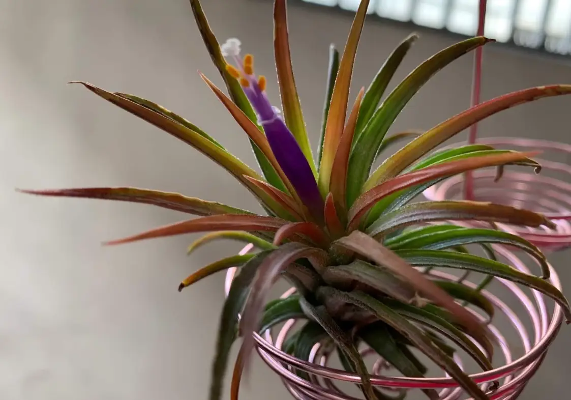 空氣鳳梨開花後死亡 空氣鳳梨開花後死亡