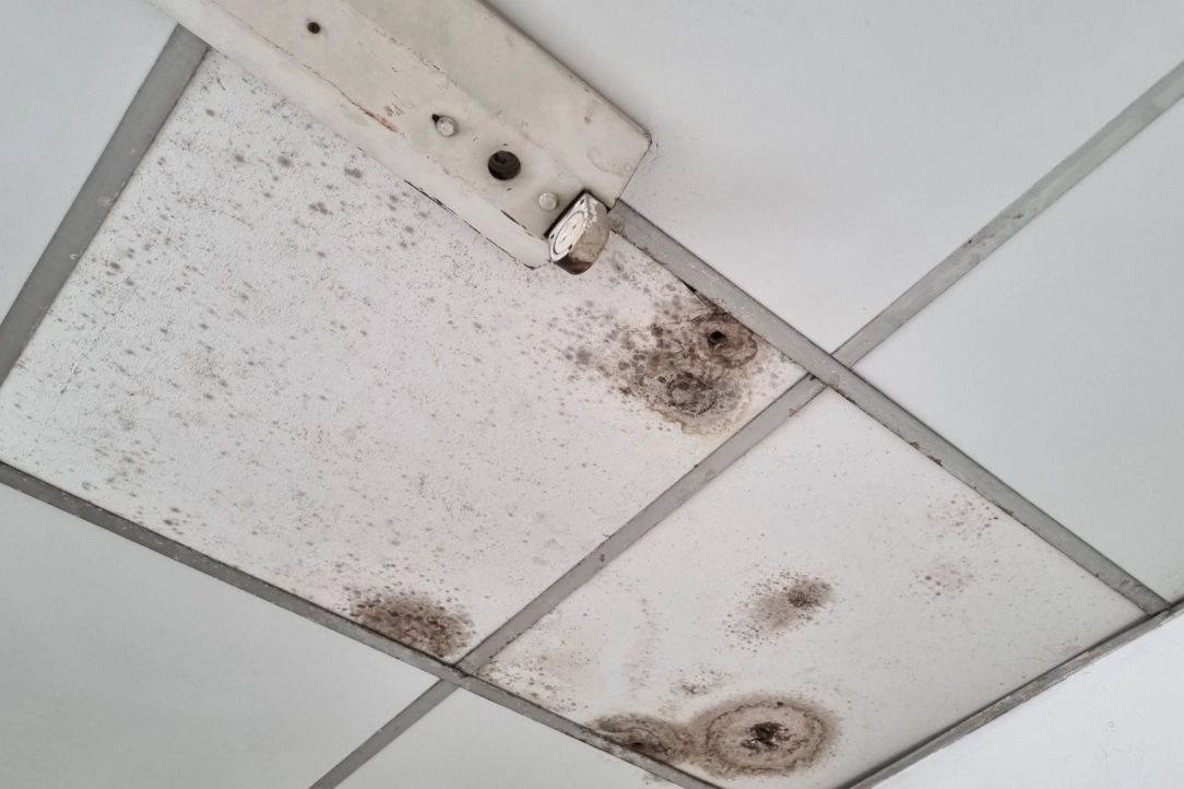 浴室天花板發霉原因全解析！5大關鍵與根治對策