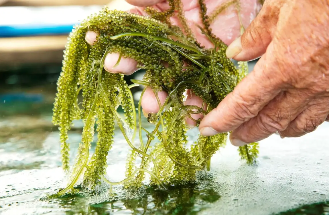 澎湖海葡萄保養品全解析：功效、選購指南與在地品牌推薦