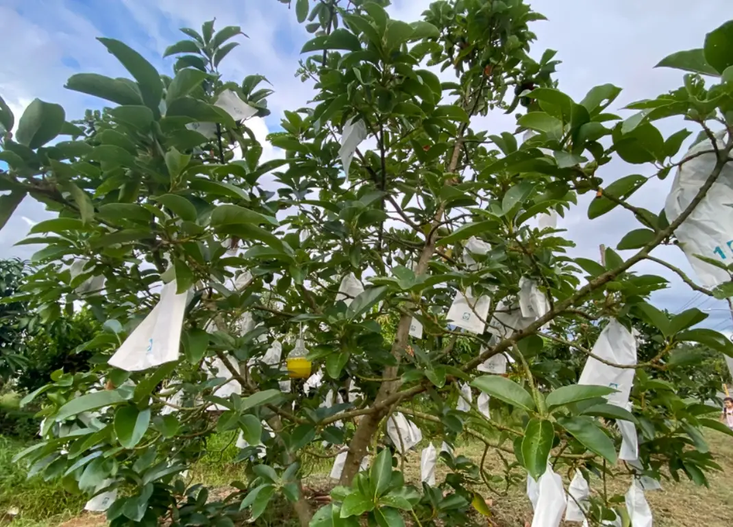 酪梨栽培技術 酪梨栽培技術