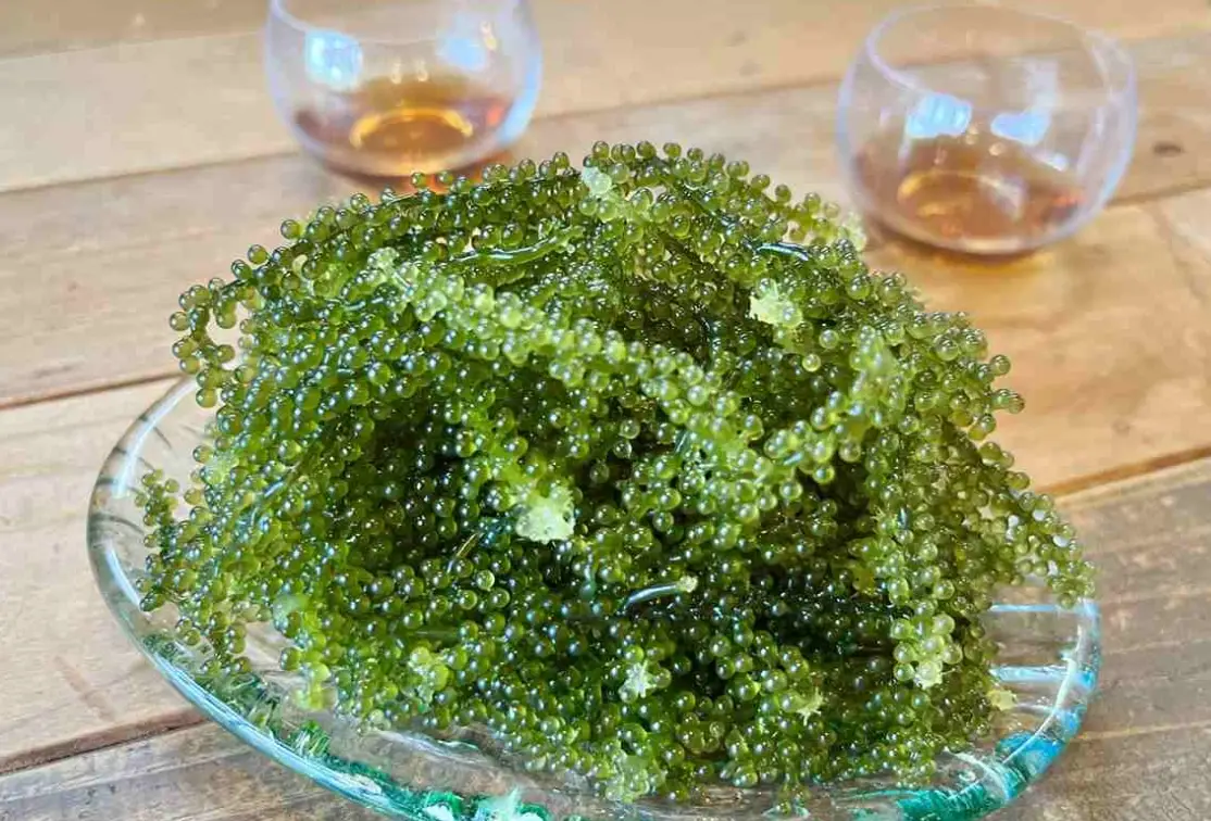 海葡萄保養品選購