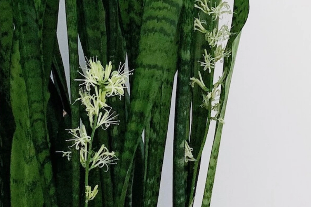 虎尾蘭 開花 照顧