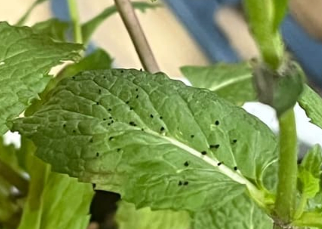 薄荷葉黑點危機解密：從診斷到根治的實戰指南