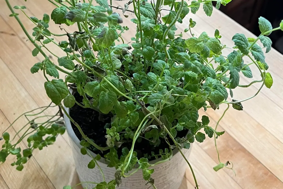 薄荷葉長不大怎麼辦？專家解析原因與5個有效解決方案