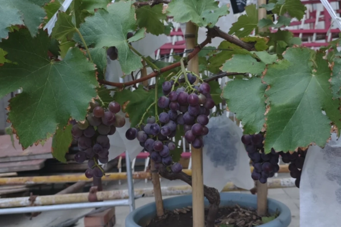 葡萄盆栽品種 葡萄盆栽品種