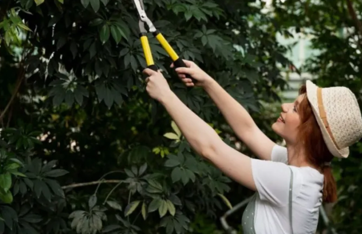 樹木修剪完整教學：從工具選擇到步驟技巧一次掌握