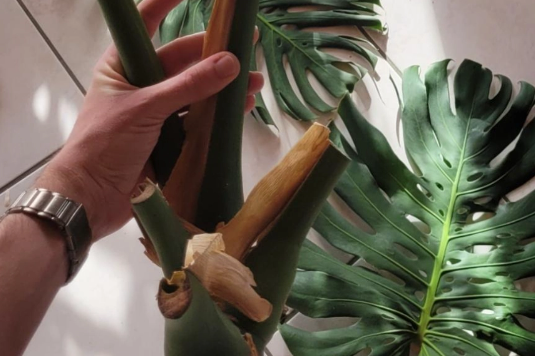 龜背芋傷口處理