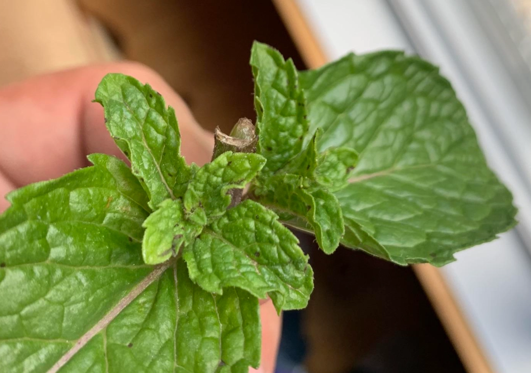 薄荷葉黑點 治療