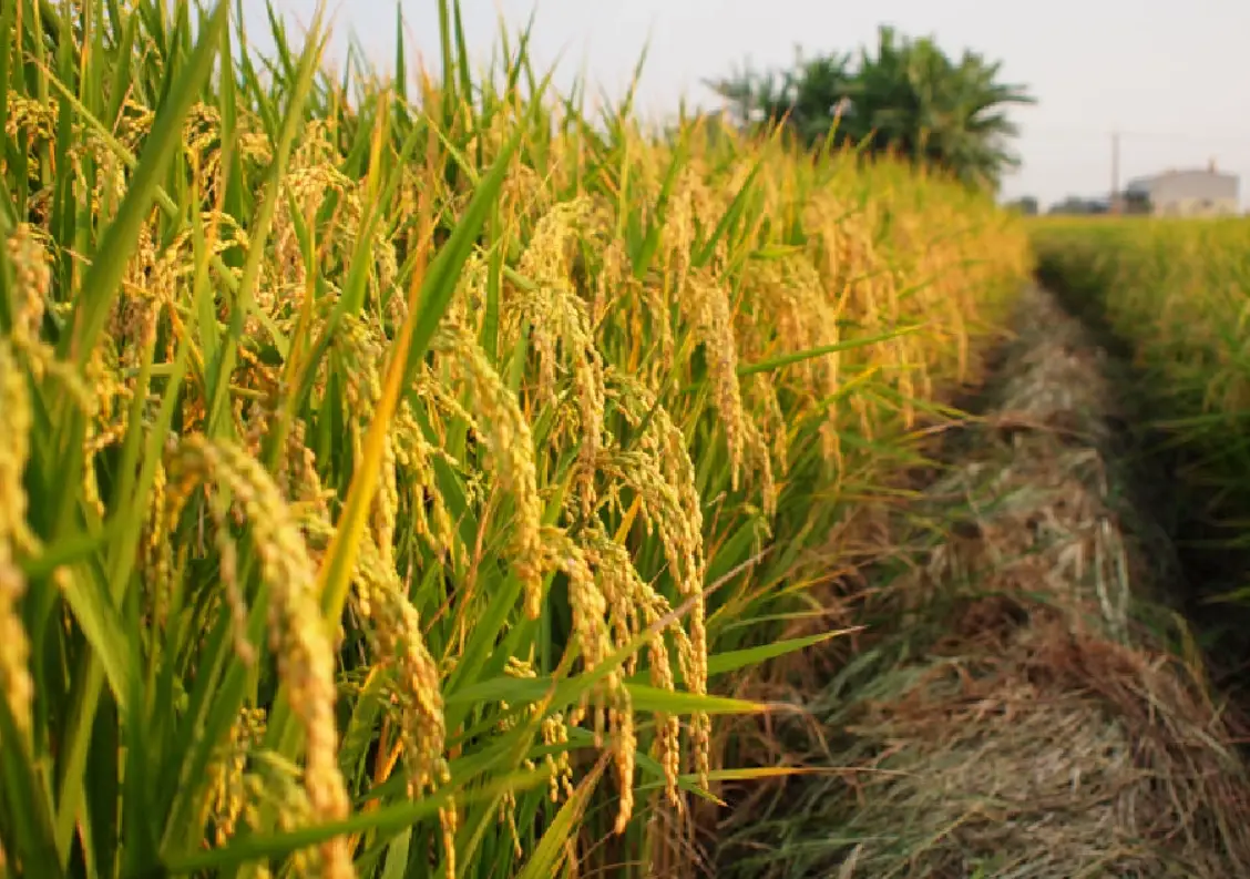 稻米生長過程
