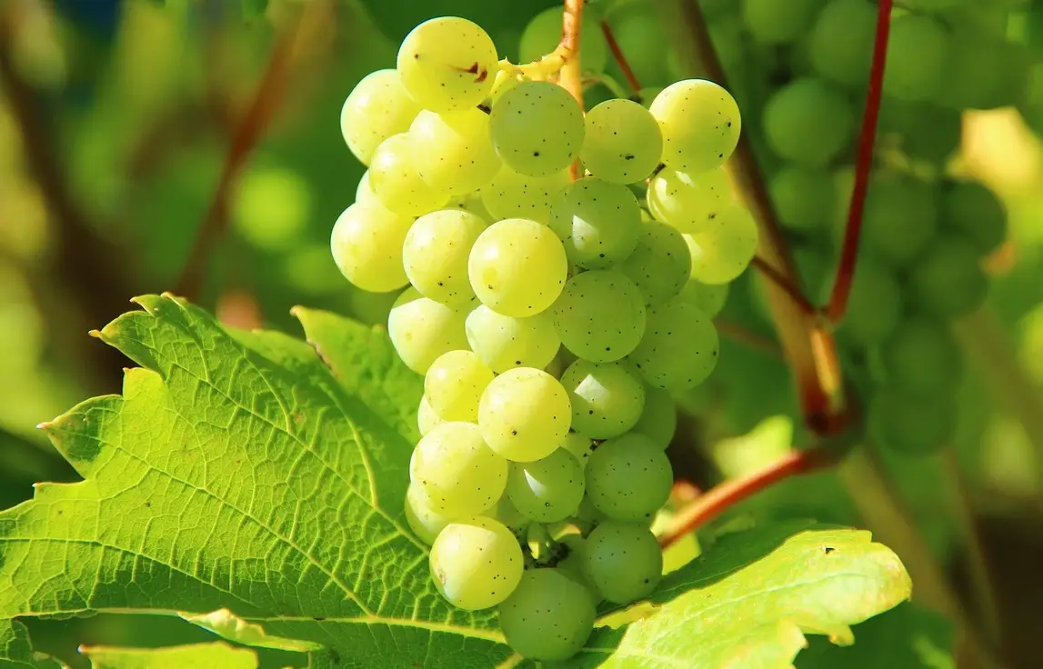 葡萄什麼時候種