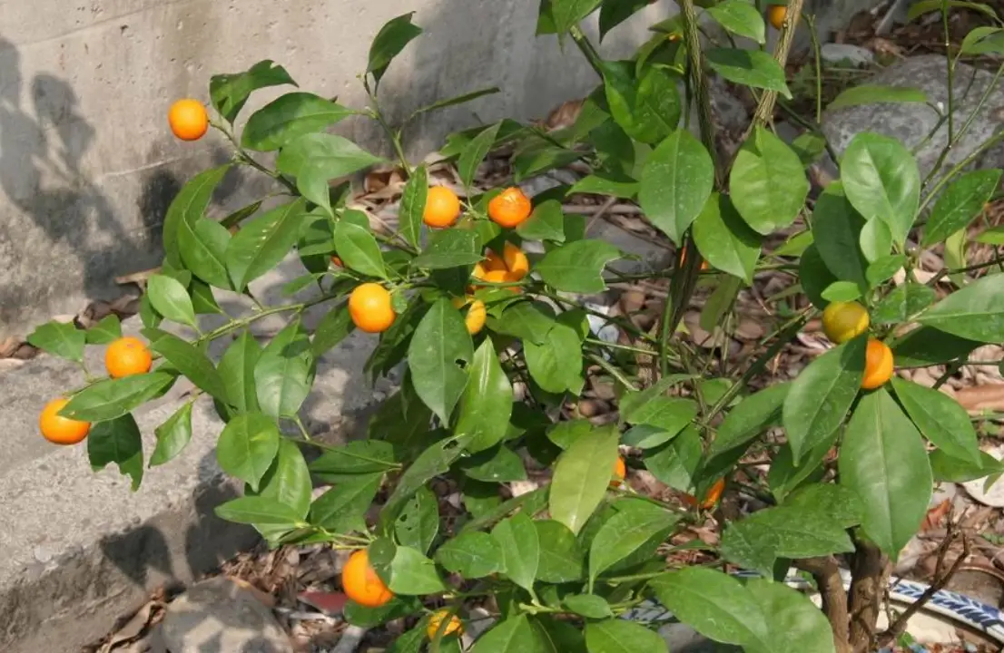 春天開花秋天結果 人生哲理