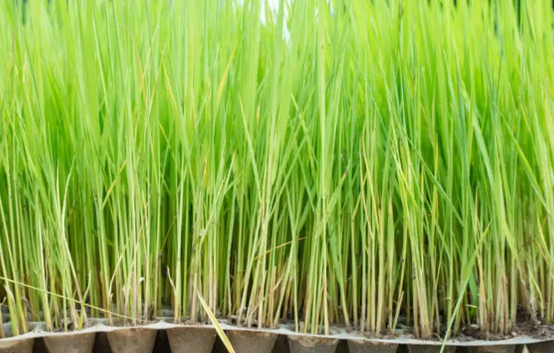 水稻育苗方法