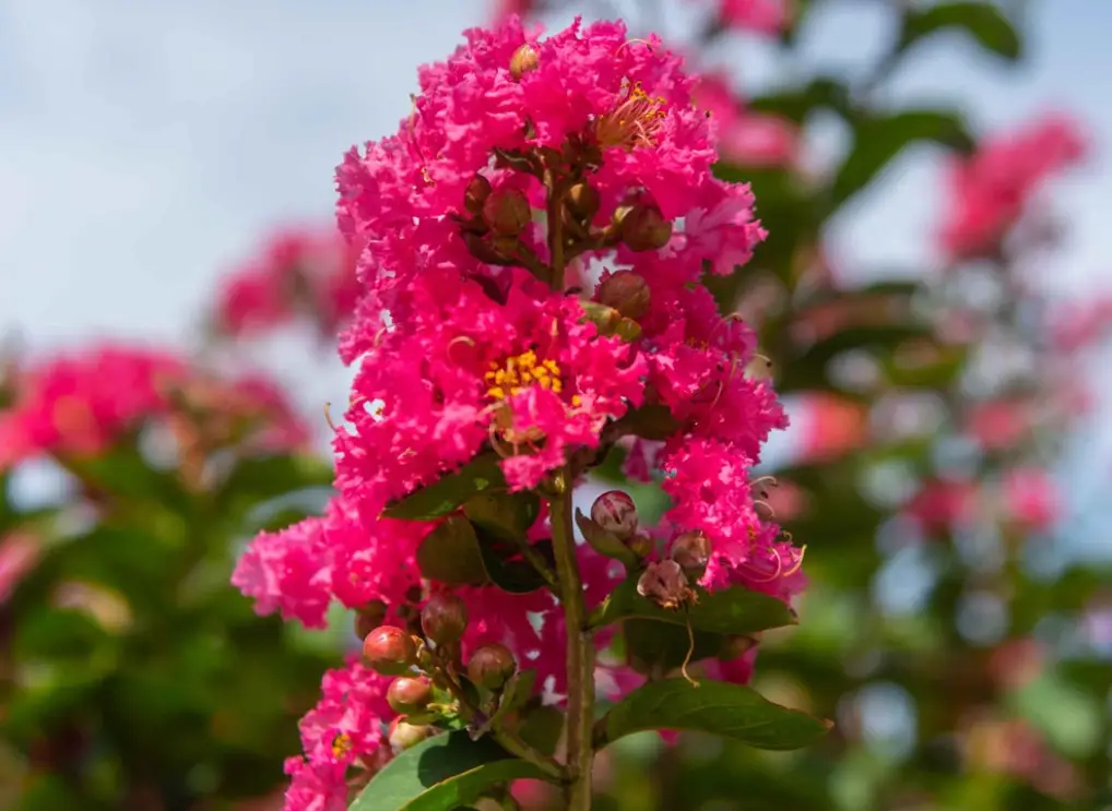 低維護室外植物