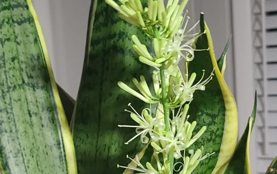 虎尾蘭開花是凶兆嗎？破解迷思與花後照顧全攻略