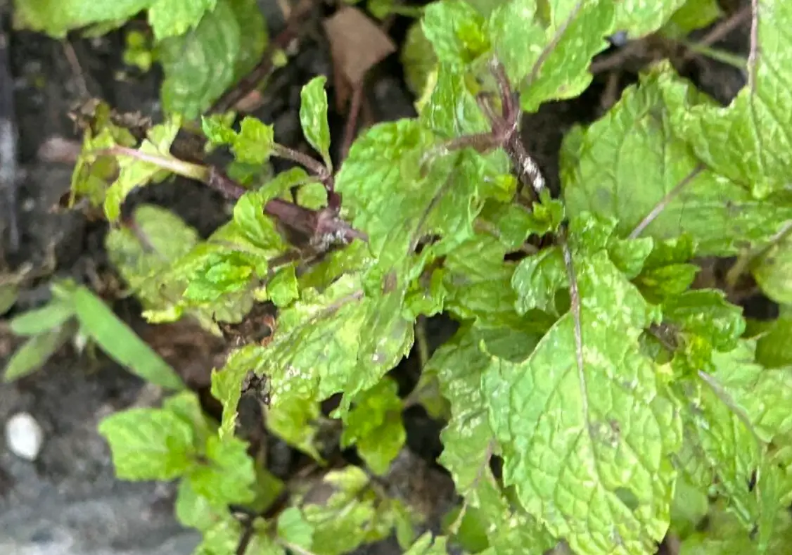 薄荷 葉子 黑斑