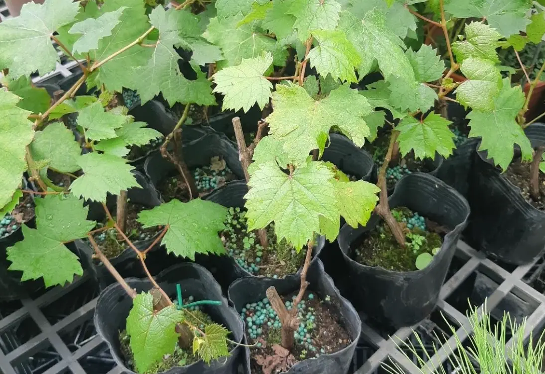 葡萄盆栽品種 葡萄盆栽品種